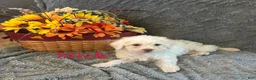 Shihpoo dogs for sale: Nick - Ad 3