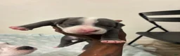 American Bully dogs for sale: American Bully 2 - Ad 3