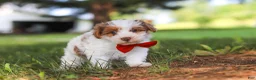 Yorkiepoo dogs for sale: Oreo - Ad 5