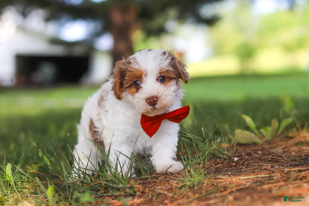 Yorkiepoo dogs for sale: Oreo - Ad 5