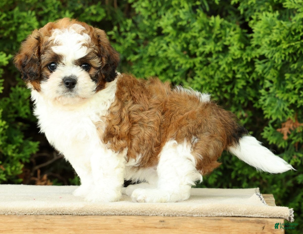 Mixed Breed dogs for sale: Honey - Ad 3