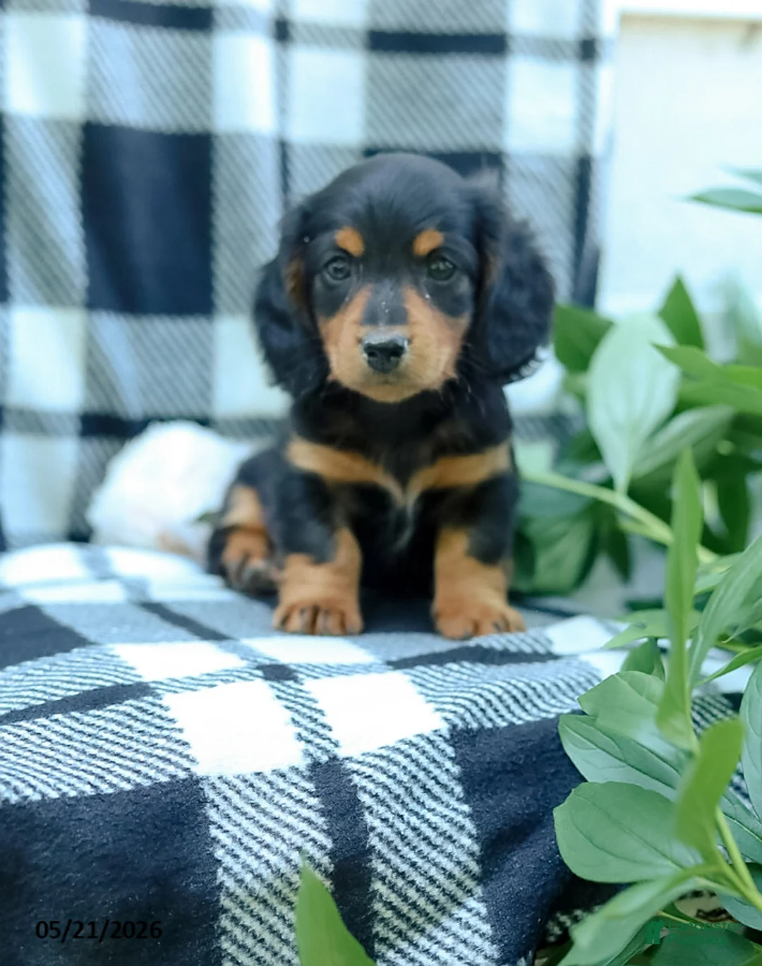 Miniature Dachshund dogs for sale: Cooper - Ad 1