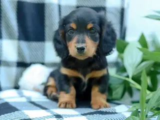 Miniature Dachshund dogs for sale: Cooper - Ad 4