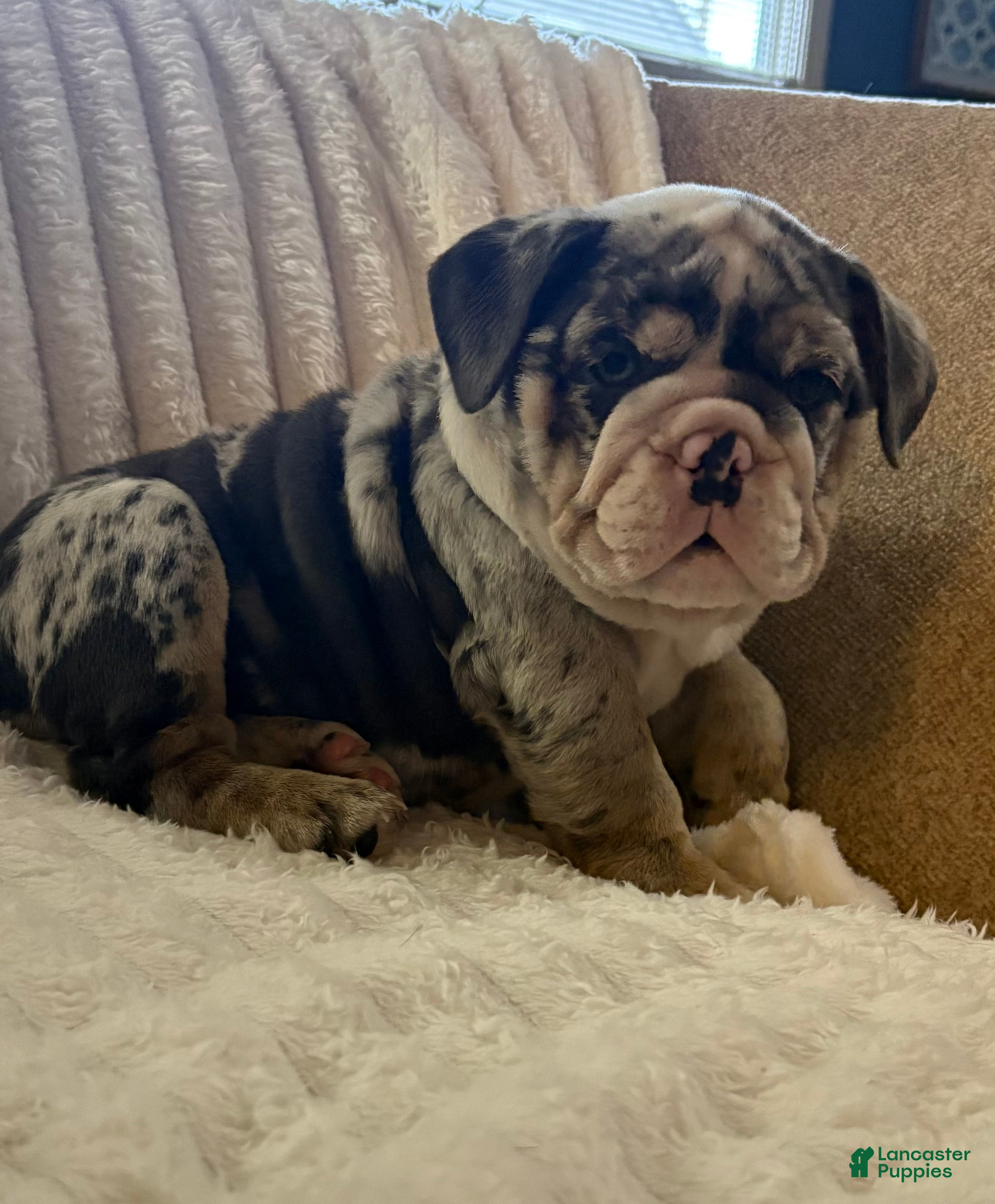 English Bulldog dogs for sale: Lucy - Ad 2