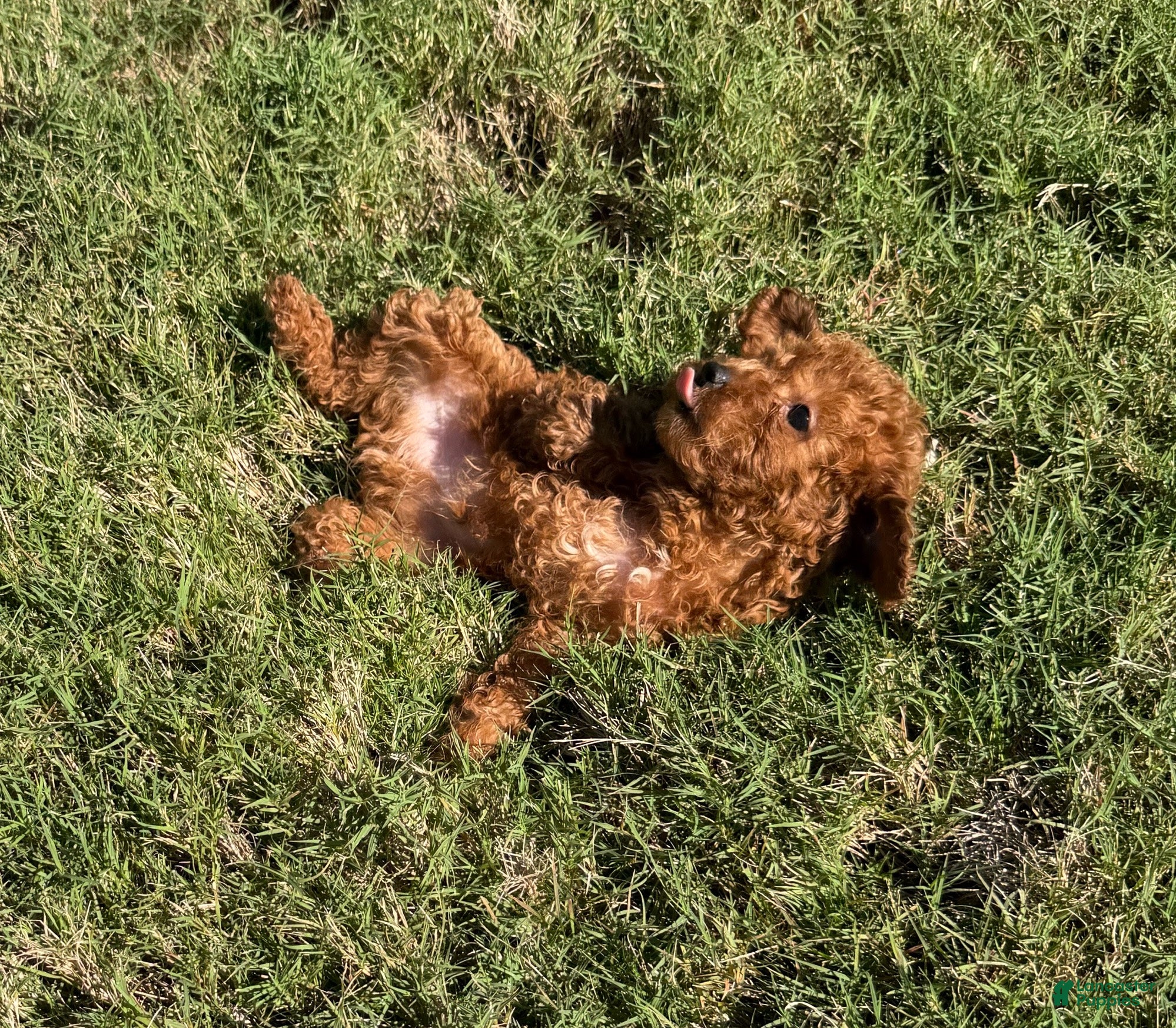 Toy Poodle dogs for sale: Buzz - Ad 2
