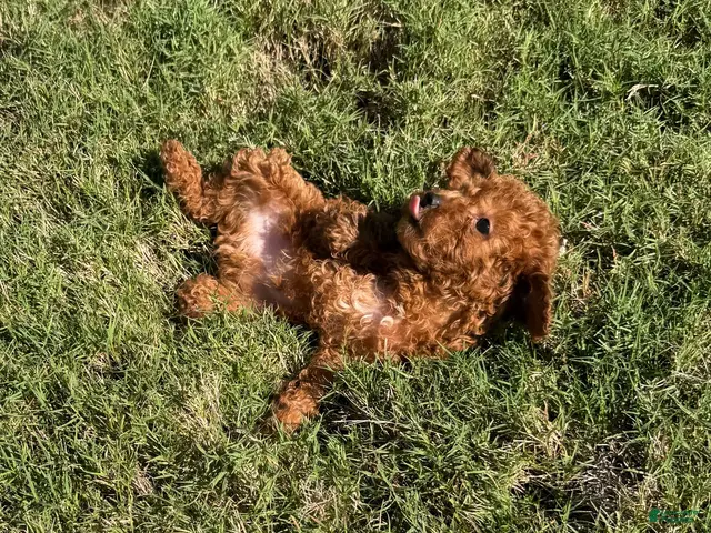 Toy Poodle dogs for sale: Buzz - Ad 2