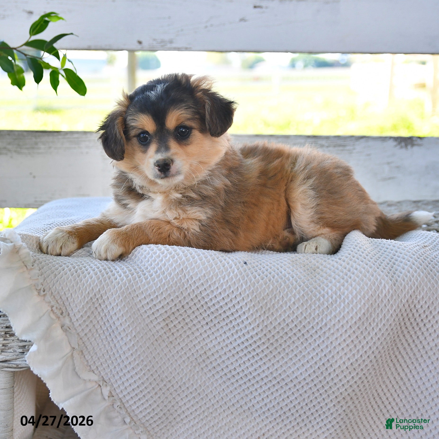 Mixed Breed dogs Cindy - Ad 2