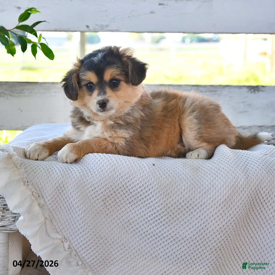 Mixed Breed dogs for sale: Cindy - Ad 2