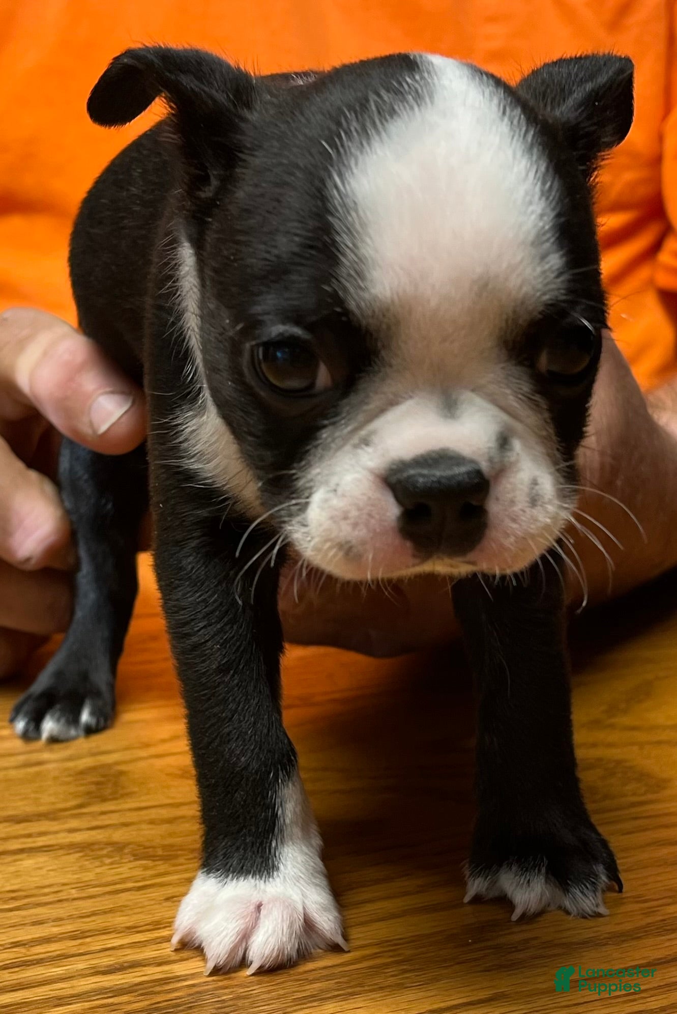 Boston Terrier dogs Boston Terrier 6 - Franklin - Ad 2