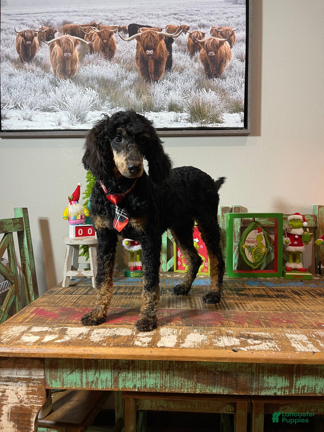 Miniature Poodle dogs for sale: Akc Cinch - Ad 3