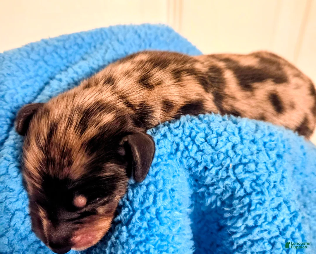 Dachshund dogs for sale: Dachshund 2 - Ad 6