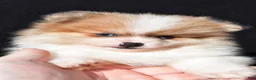 Pomeranian dogs for sale: Indie - Ad 8