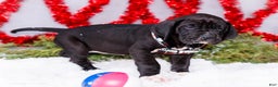 Great Dane dogs for sale: Noel - Ad 2