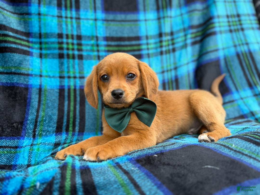 Beagle dogs for sale: Otter - Ad 4