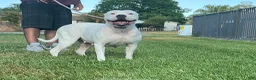 American Bully dogs for sale: American Bully 1 - Ad 9