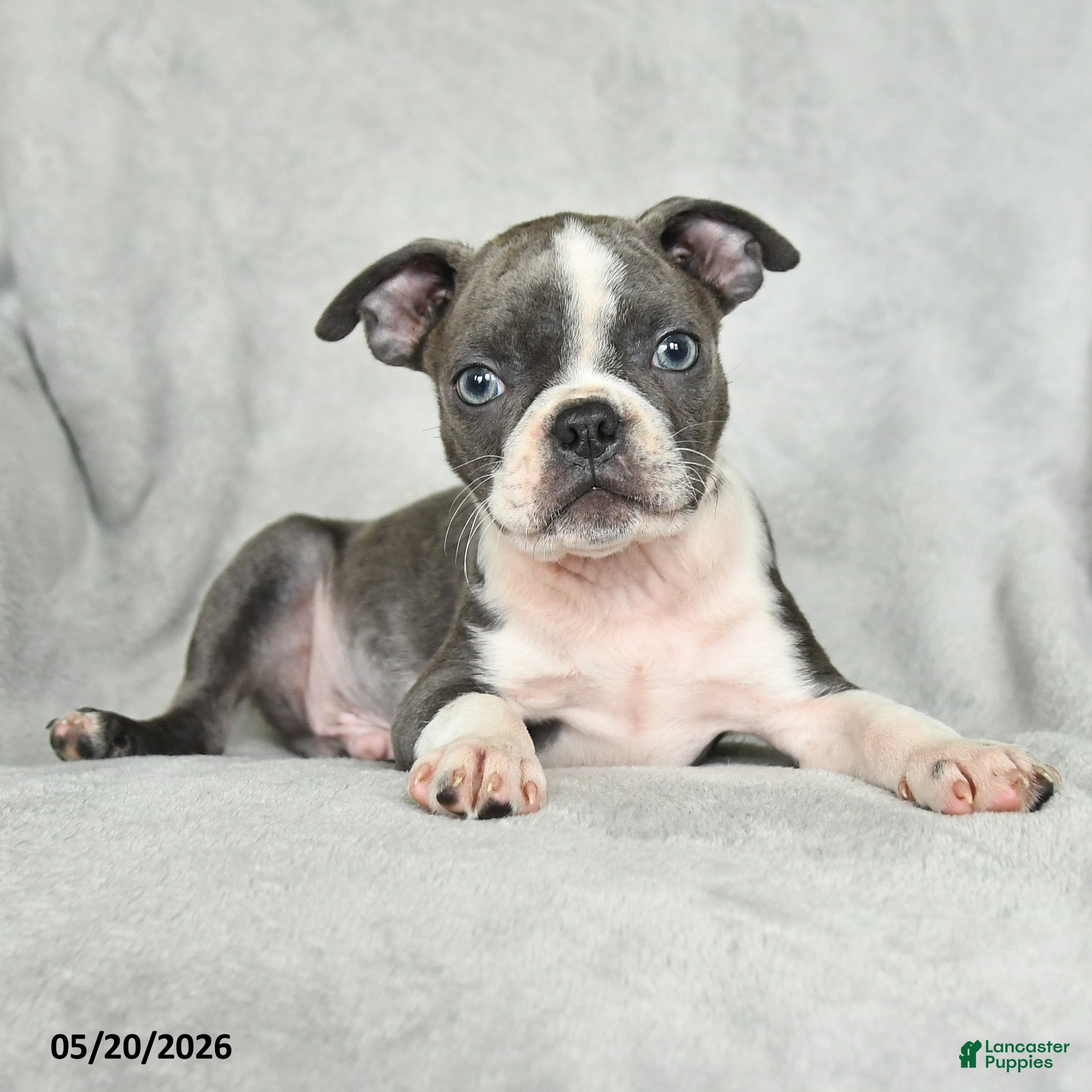 Boston Terrier dogs Tristian - Ad 1