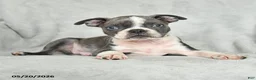 Boston Terrier dogs for sale: Tristian - Ad 1