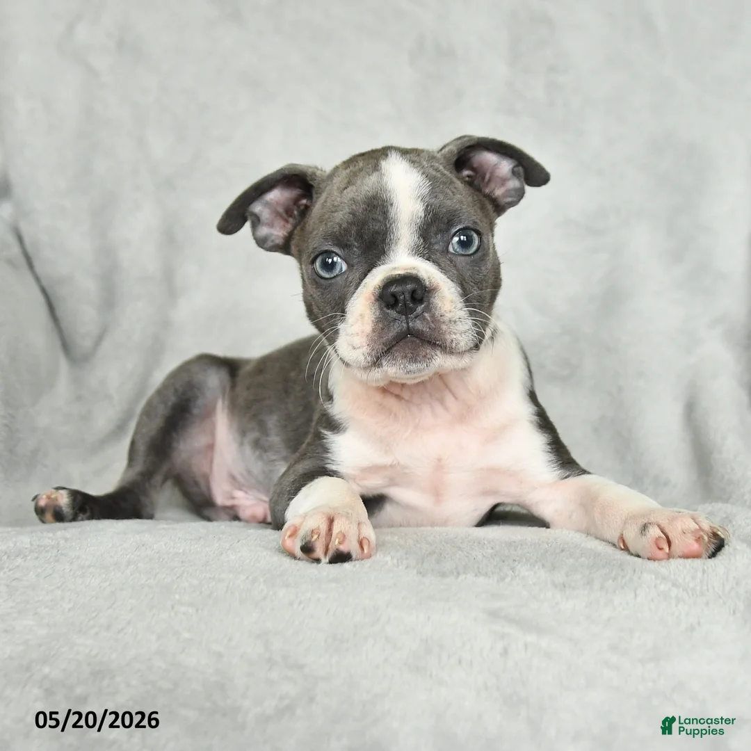 Boston Terrier dogs for sale: Tristian - Ad 1