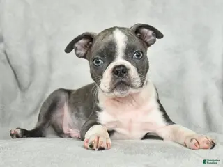 Boston Terrier dogs for sale: Tristian - Ad 2