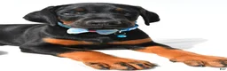 Doberman Pinscher dogs for sale: Bo - Ad 3