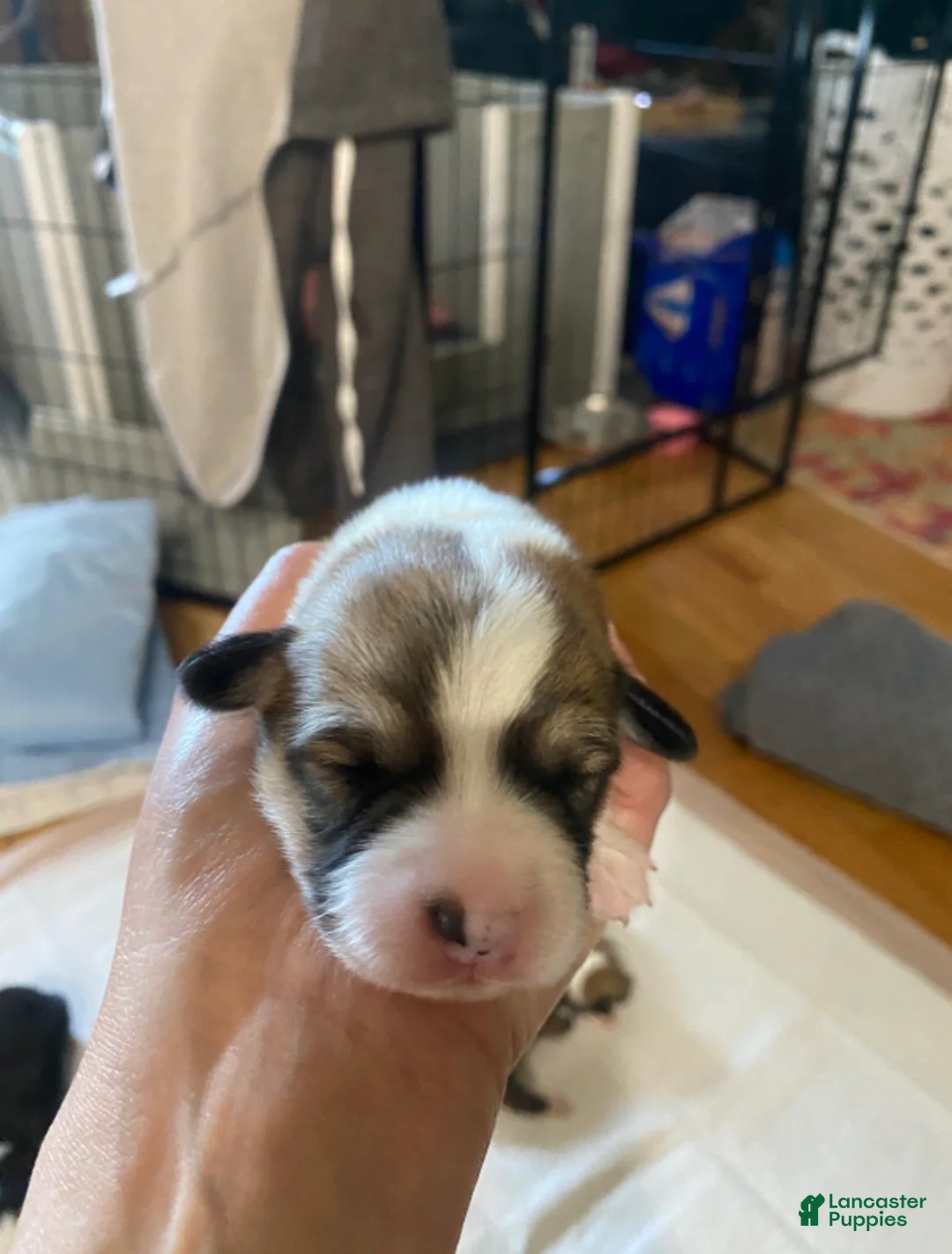 Welsh Corgi Pembroke dogs for sale: Bernadette - Ad 1