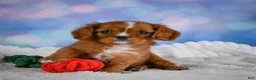Cavalier King Charles Spaniel dogs for sale: Cabby - Ad 8