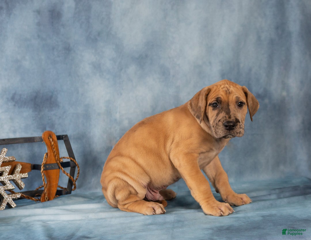 Great Dane dogs for sale: Dash - Ad 2