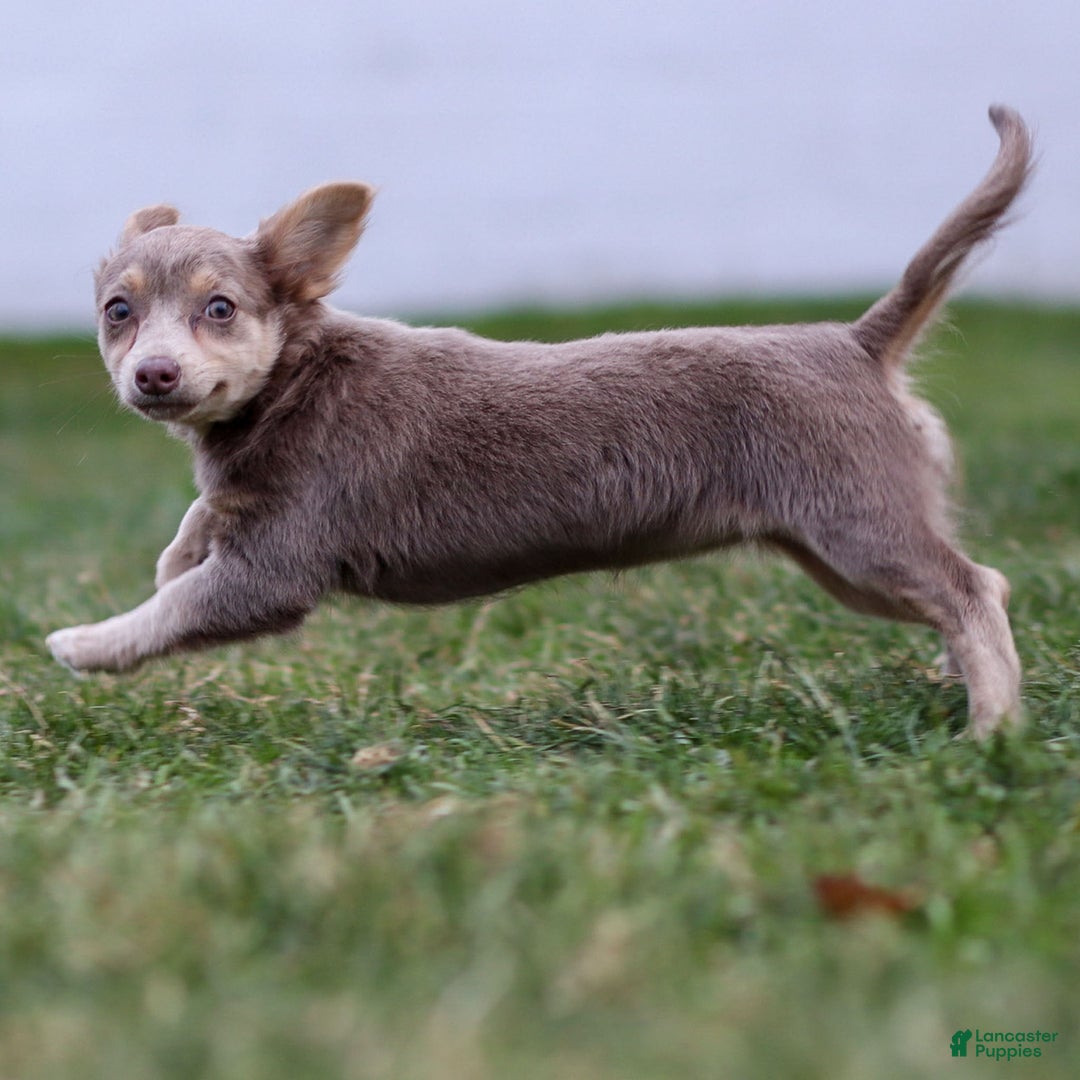 Chihuahua dogs for sale: Pamela - Ad 10