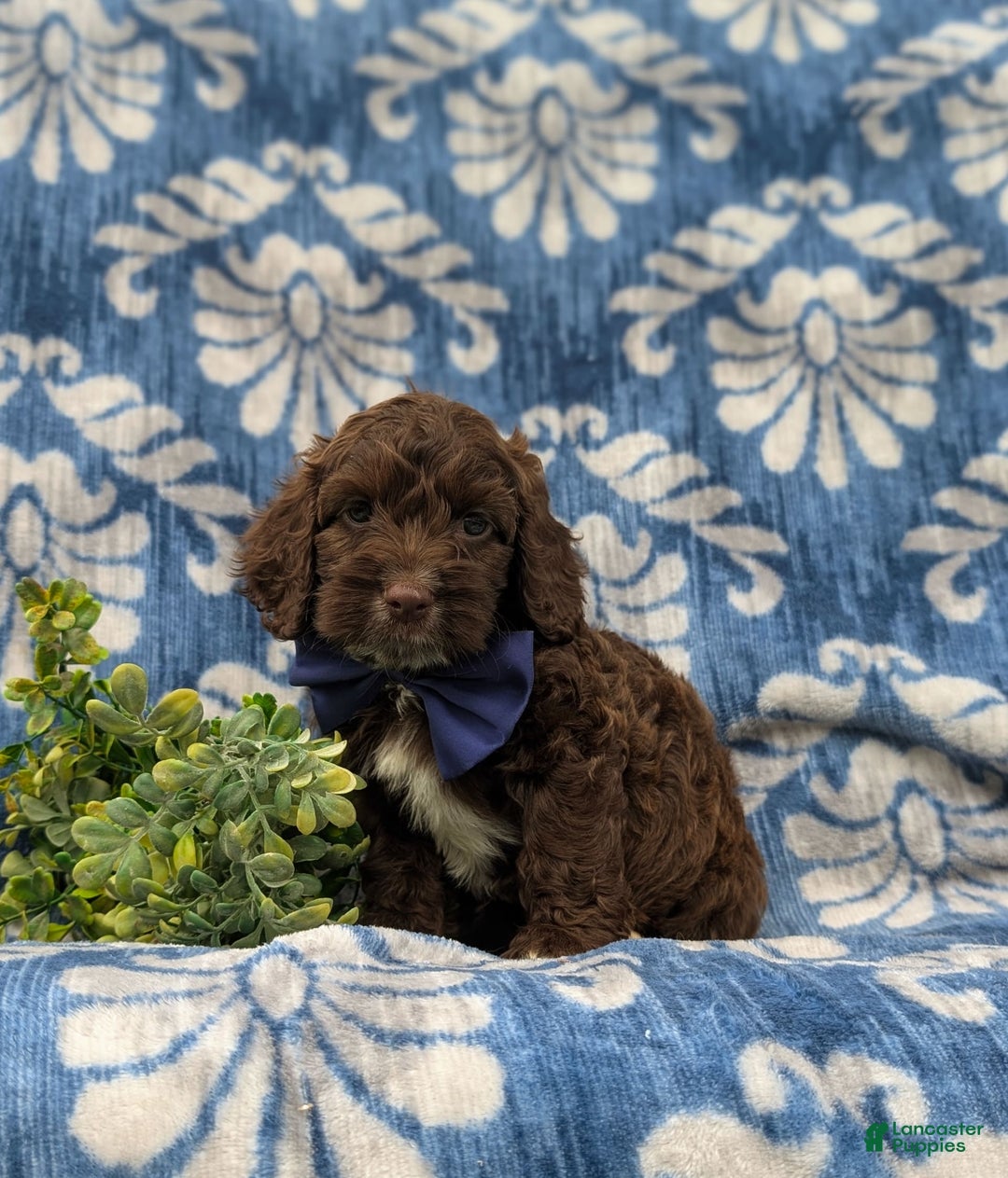 Cockapoo dogs for sale: Krystal - Ad 15