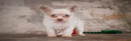 Chihuahua dogs for sale: Charlie - Ad 11