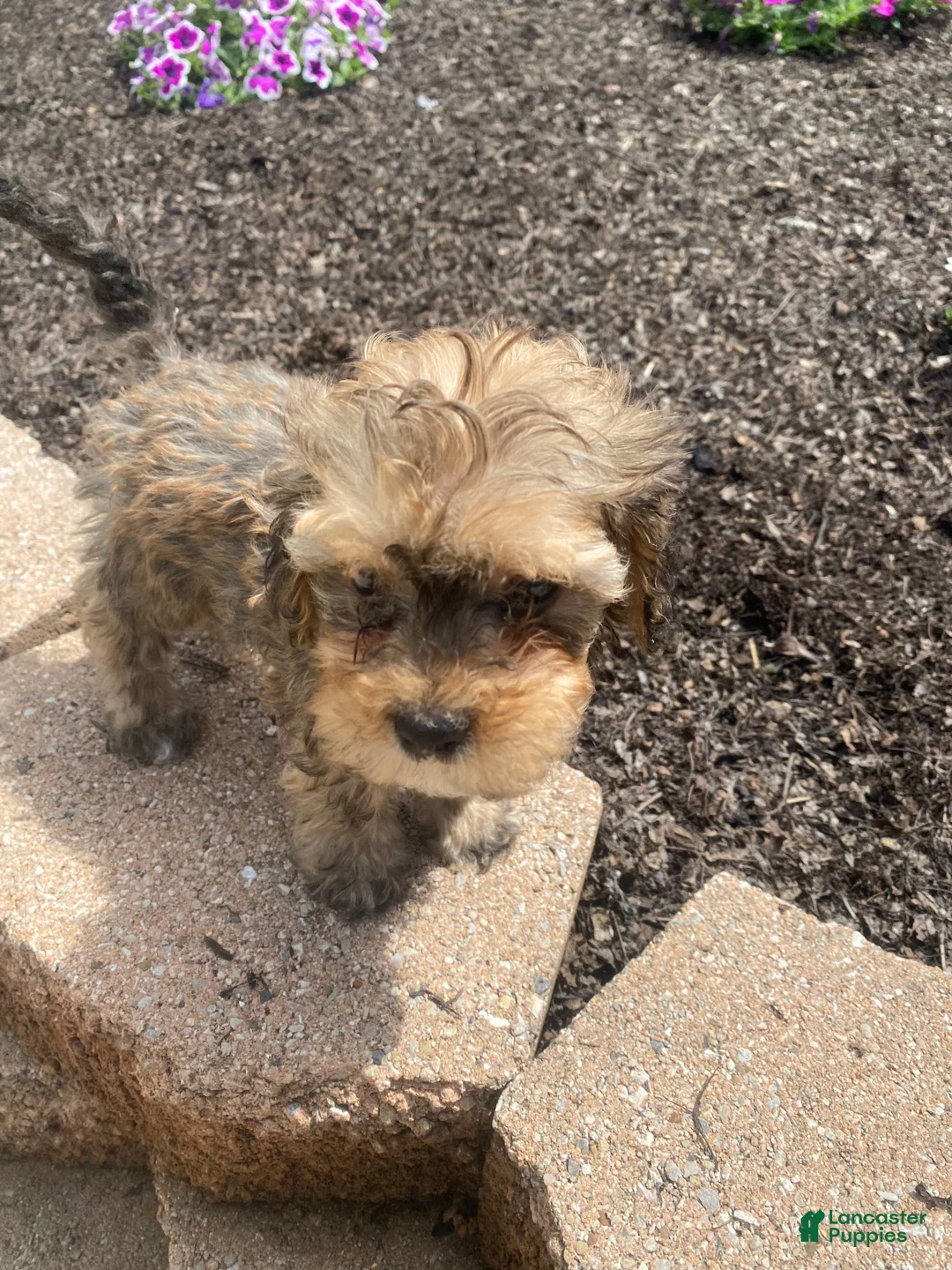 Cavapoo dogs for sale: Rusty - Ad 9