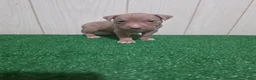 American Bully dogs for sale: American Bully XL Puppy 12 (Light Green) - Ad 6