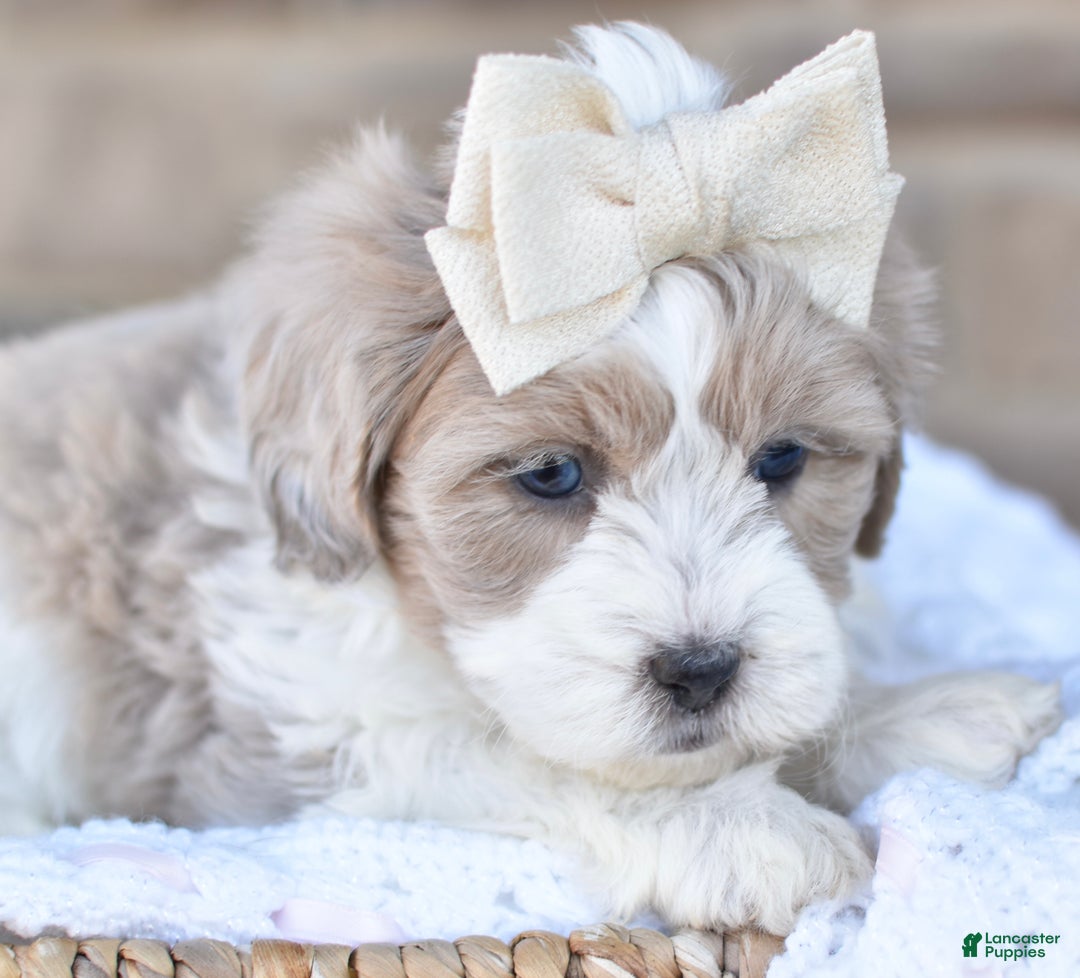 Mixed Breed dogs for sale: Sandy - Ad 6