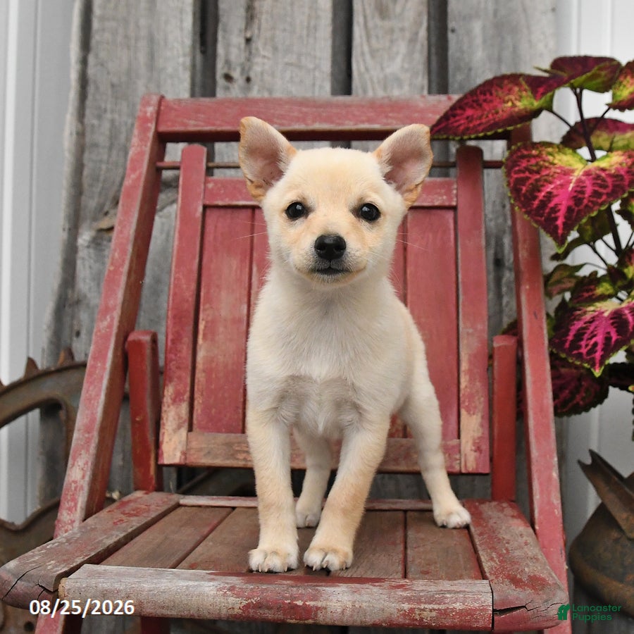 Mixed Breed dogs Willow - Ad 2