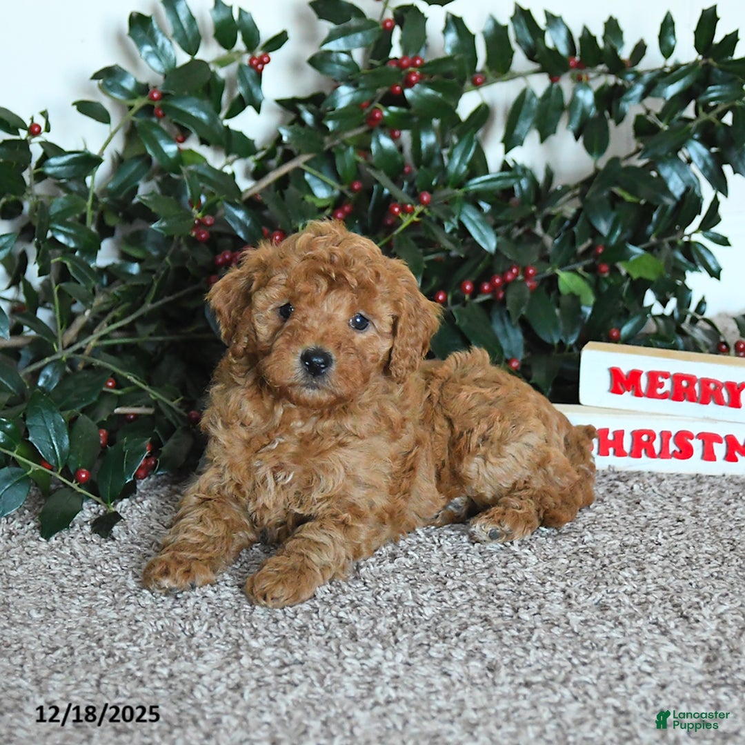 Mini Goldendoodle dogs for sale: Kimber - Ad 2