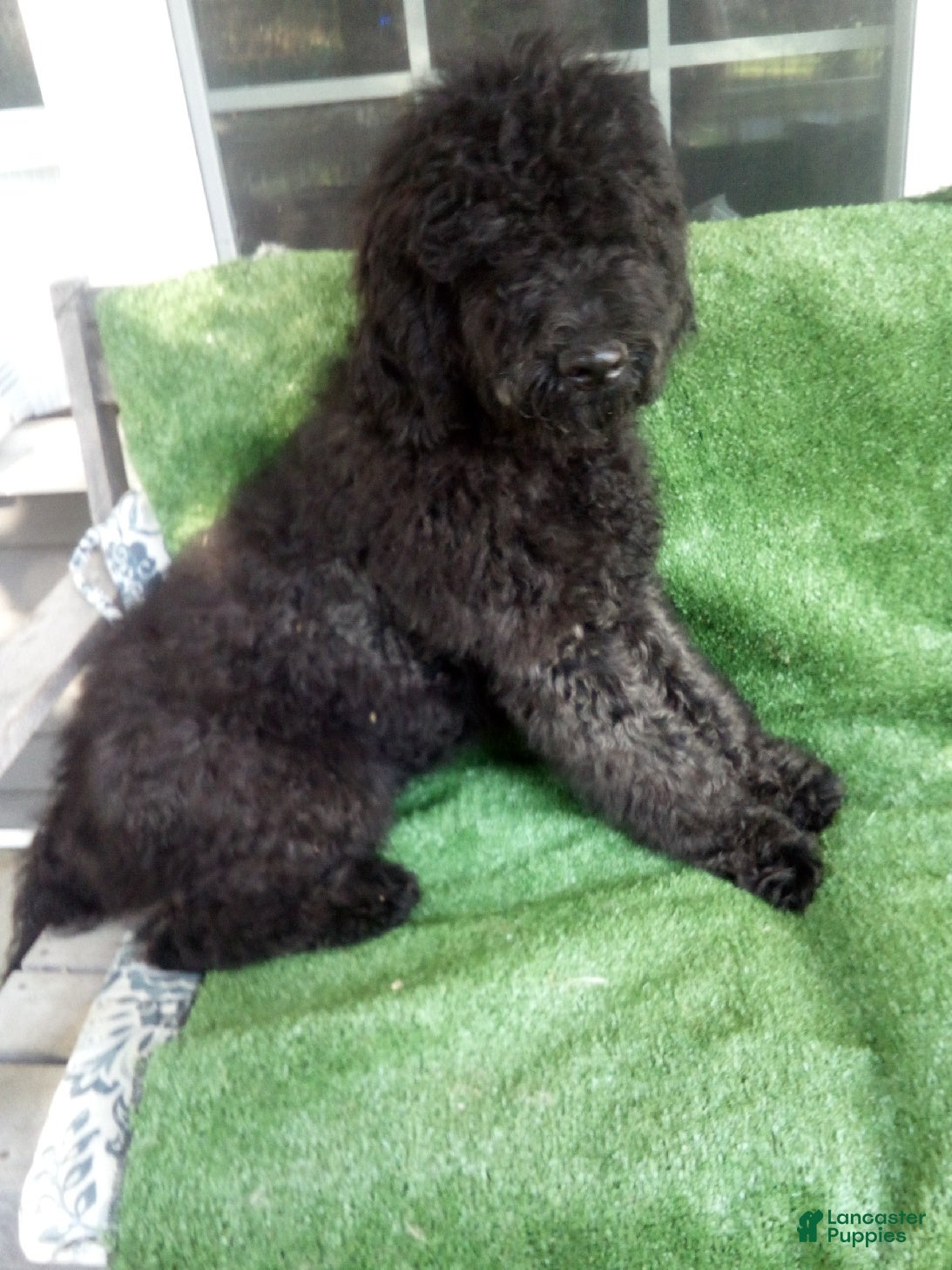 Goldendoodle dogs Buddy F1B - Ad 1