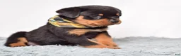 Rottweiler dogs for sale: Ninja - Ad 5