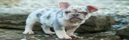 French Bulldog dogs for sale: Spencer 🐾 - Ad 23