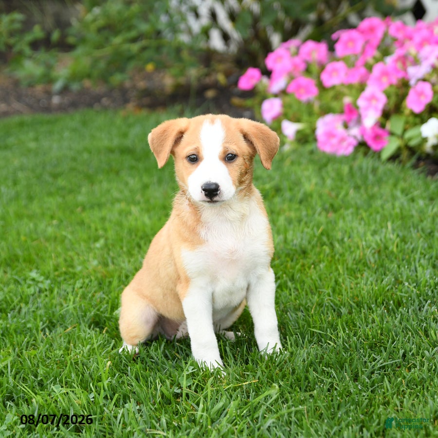 Mixed Breed dogs Flora   - Ad 1