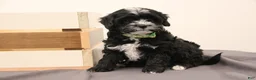 Mini Bernedoodle dogs for sale: Archie - Ad 4