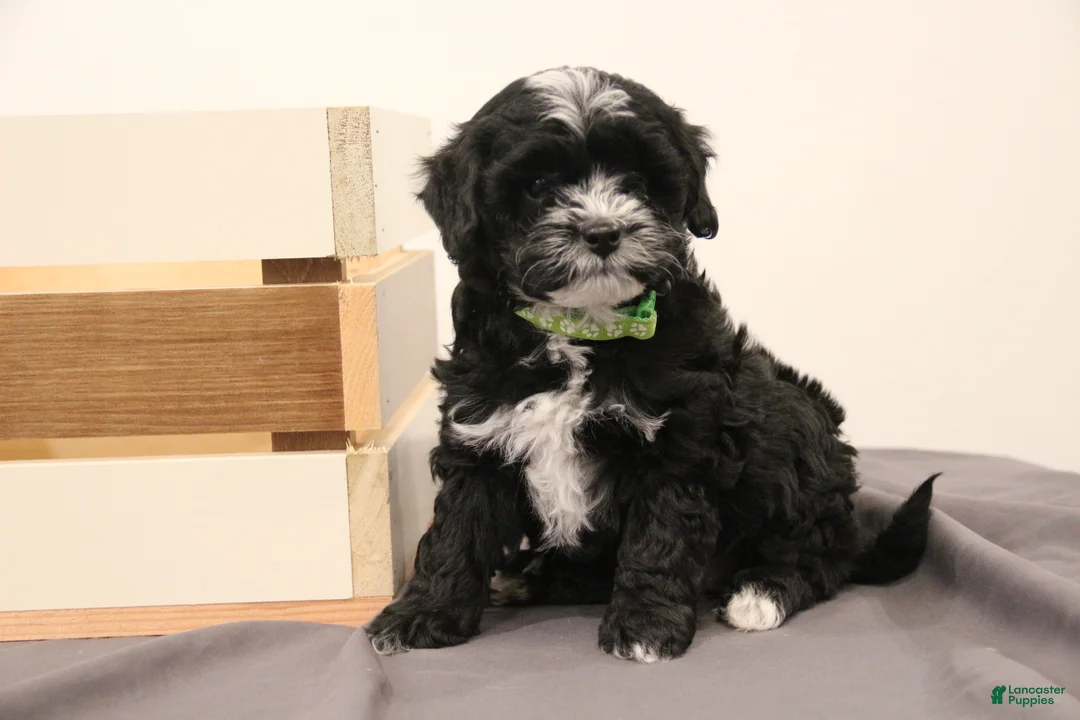 Mini Bernedoodle dogs for sale: Archie - Ad 4