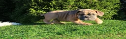 English Bulldog dogs for sale: Dallas - Ad 3