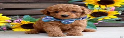Mixed Breed dogs for sale: Peter - Ad 6