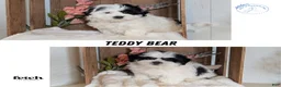 Teddy Bear dogs for sale: Gemma - Ad 9