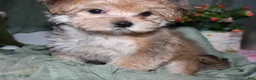 Morkie dogs for sale: Moses - Ad 2