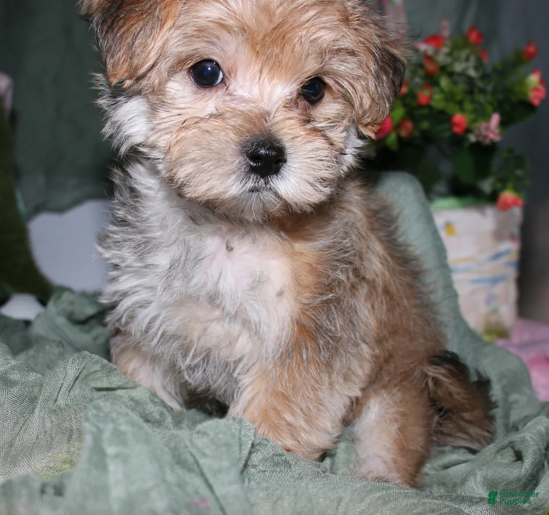 Morkie dogs for sale: Moses - Ad 2