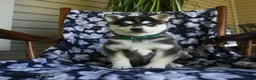 Alaskan Klee Kai dogs for sale: Misty - Ad 3