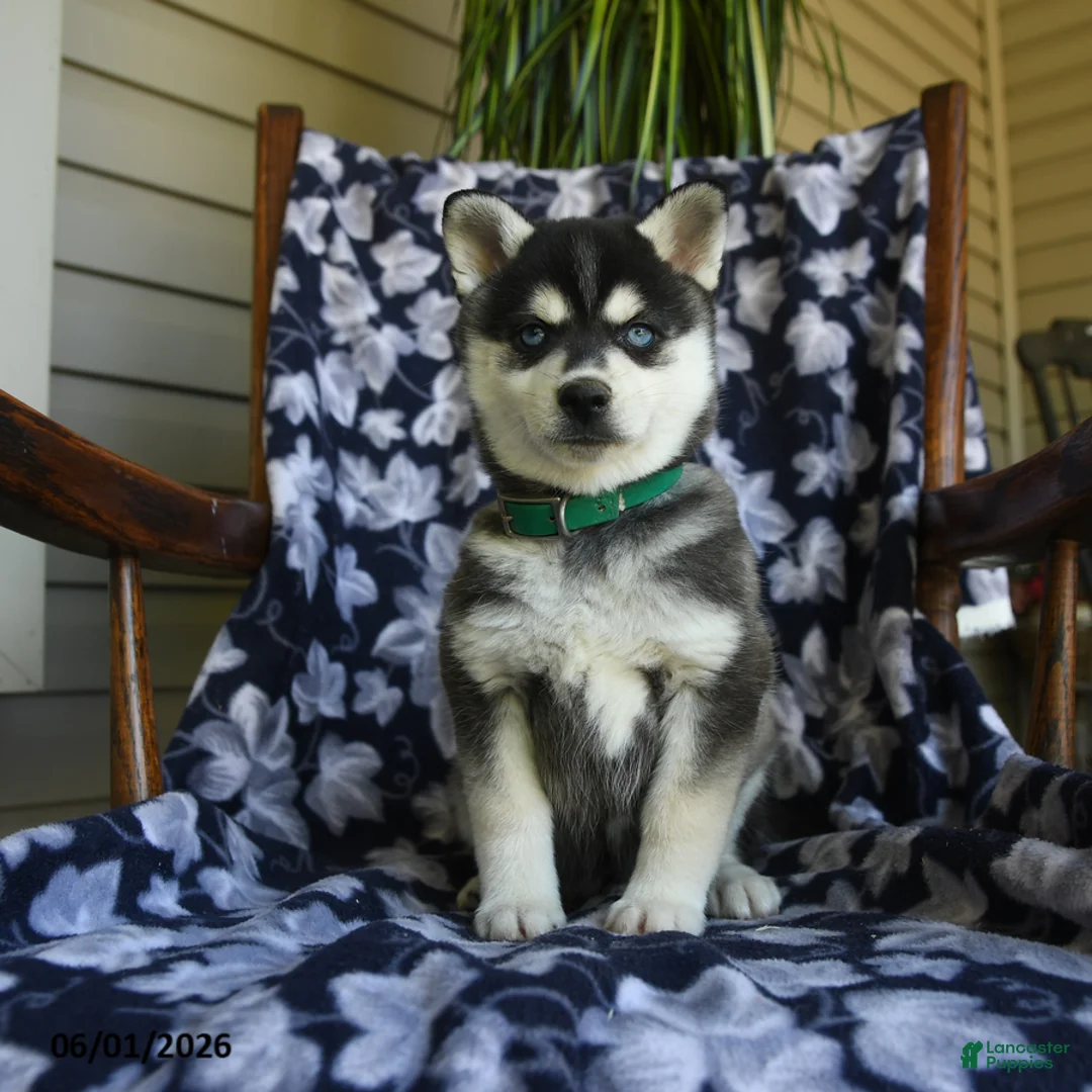 Alaskan Klee Kai dogs for sale: Misty - Ad 3