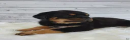 Rottweiler dogs for sale: Roxie  - Ad 6