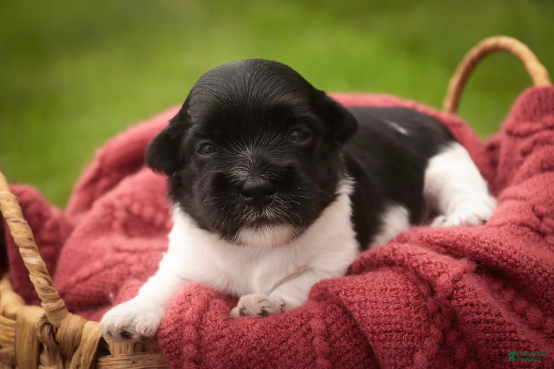 Havanese dogs for sale: Winnie Havanese  - Ad 2